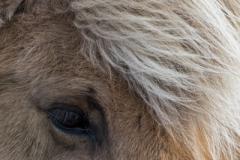 Icelandic Horse