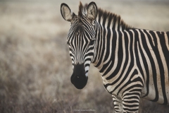 Tsavo East National Park