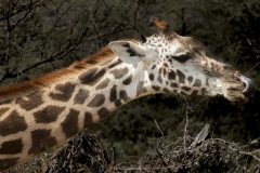 Tsavo West National Park