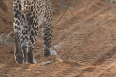 Tsavo West National Park