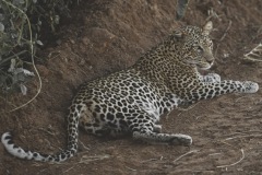 Tsavo West National Park