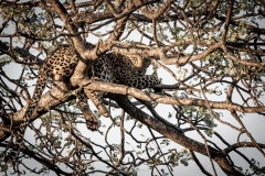 Tsavo West National Park