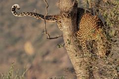 Tsavo West National Park