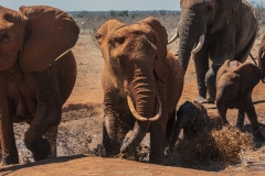 Tsavo East National Park