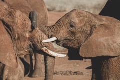 Tsavo East National Park