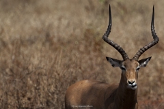 Tsavo East National Park