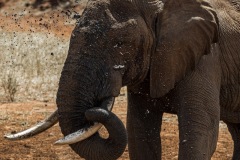 Tsavo West National Park