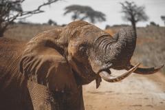 Tsavo West National Park