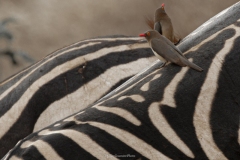 Tsavo East National Park