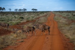 Tsavo East National Park