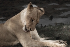 Tsavo East National Park