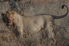 Tsavo East National Park