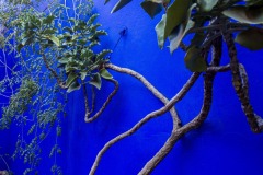 JARDIN MAJORELLE